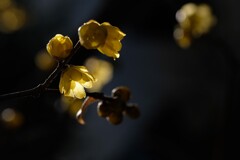 ほのかな灯り