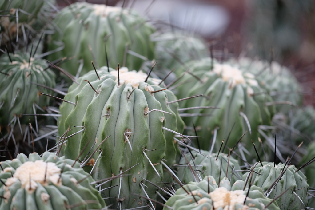 CACTUS