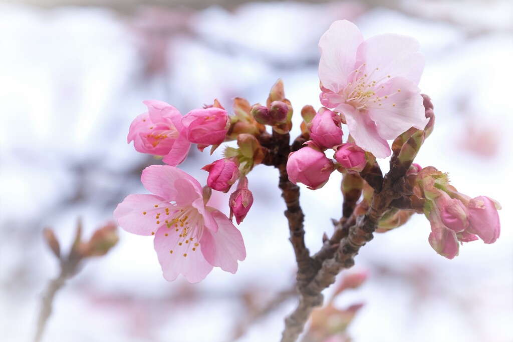 河津桜