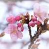 河津桜