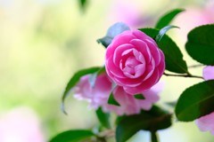 山茶花