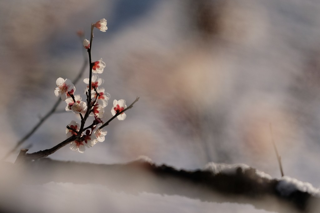 淡雪