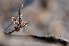 淡雪