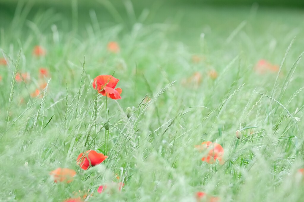 野の花