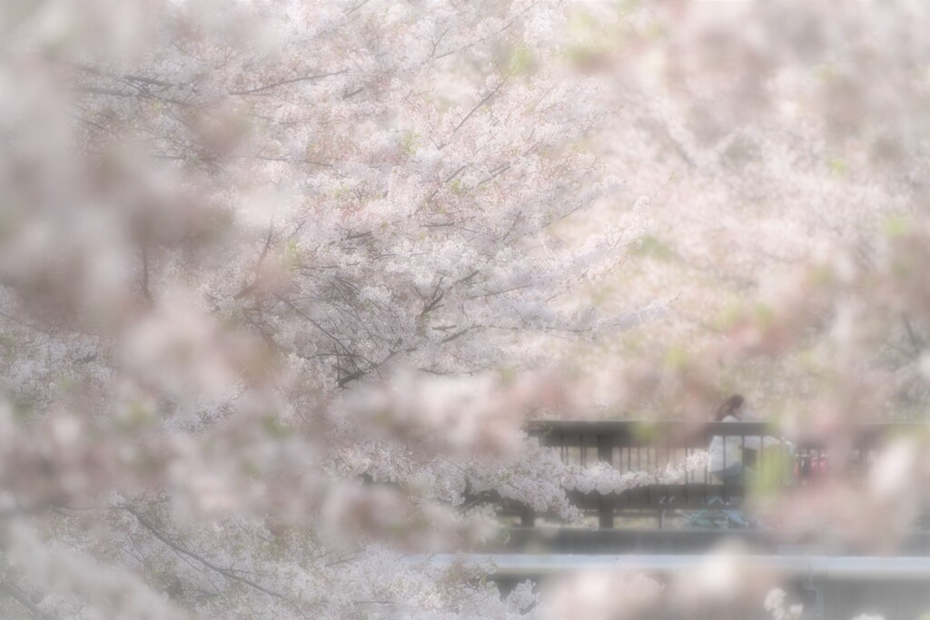 さくら、さくらまた桜