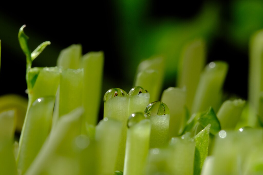 コスパの良いお野菜