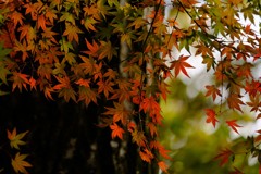 深まる秋
