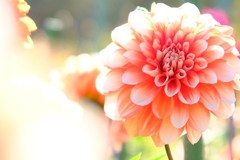 dahlia　２