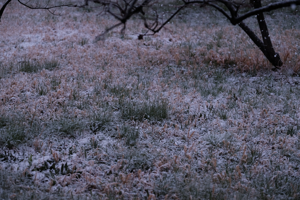 桜開花宣言の日に降る雪
