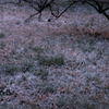 桜開花宣言の日に降る雪