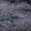 桜開花宣言の日に降る雪
