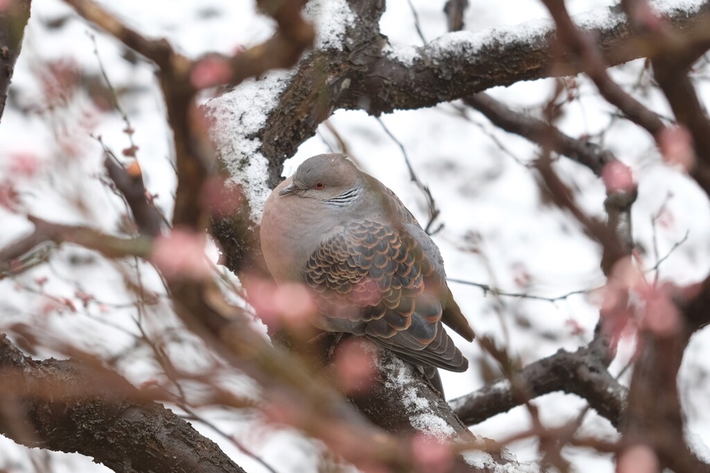 雪中鳩