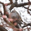 雪中鳩
