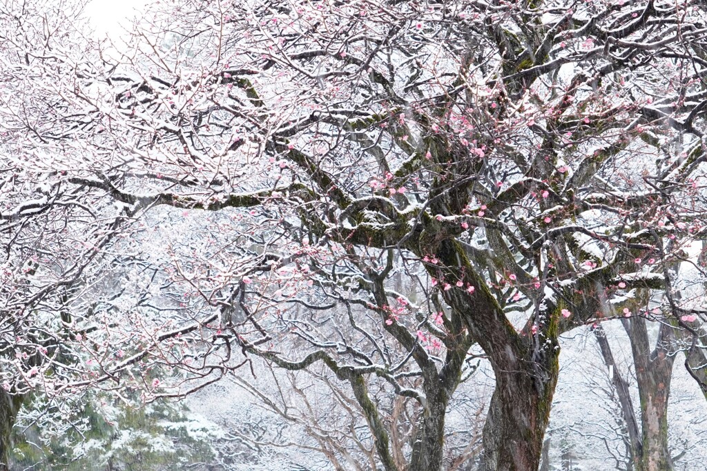 紅梅に降る雪