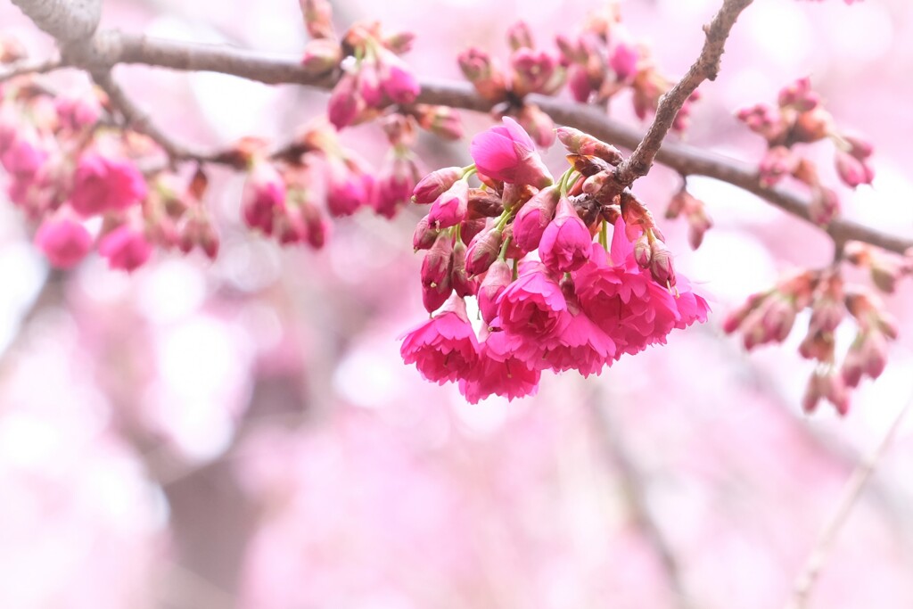 八重寒緋桜