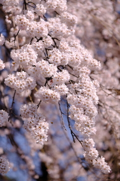 桜咲く