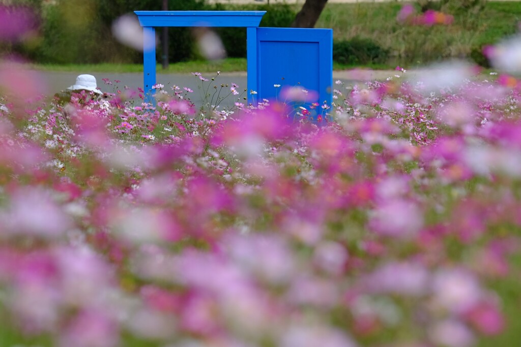 青いドアのある風景