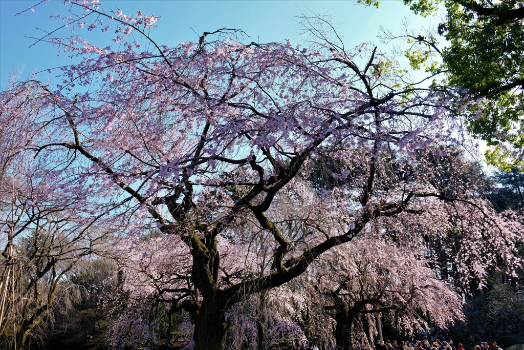 新宿御苑の枝垂れ桜　２