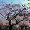 新宿御苑の枝垂れ桜　２