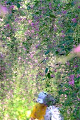 萩の花の下で