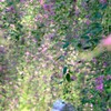 萩の花の下で