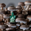 椎茸山