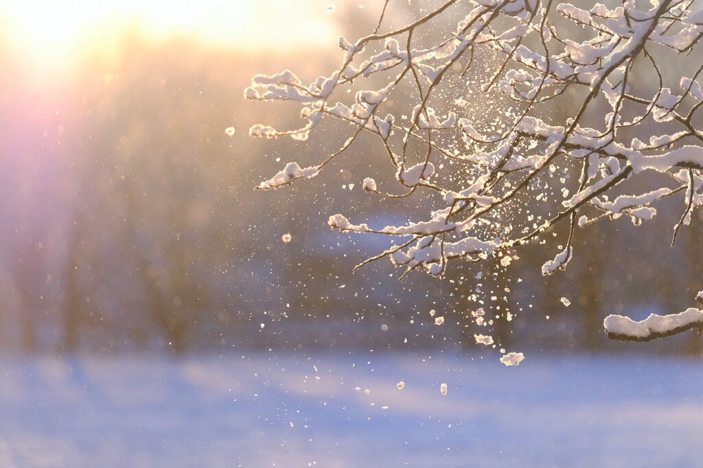 舞い散る雪