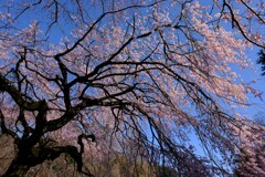 新宿御苑の枝垂れ桜　１