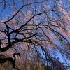 新宿御苑の枝垂れ桜　１