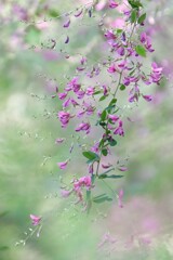秋風に揺れて