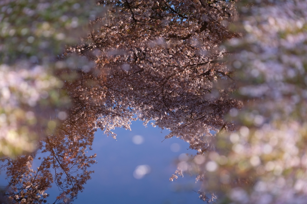 名残りの桜