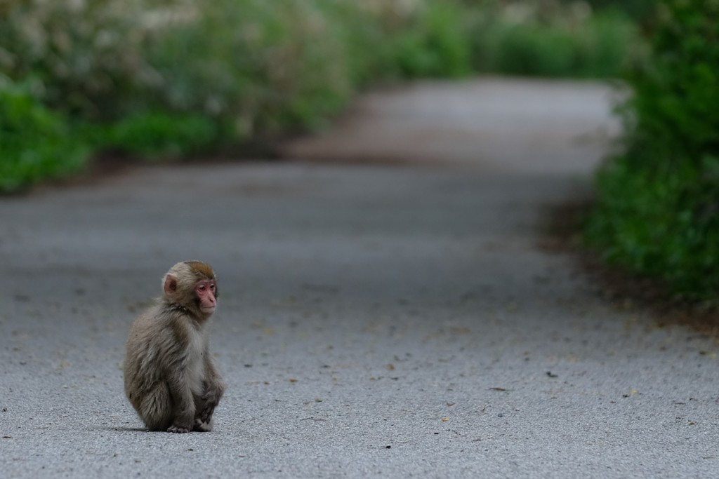 お母さんを待つ子猿 By あひる丸 Id 写真共有サイト Photohito