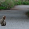 お母さんを待つ子猿