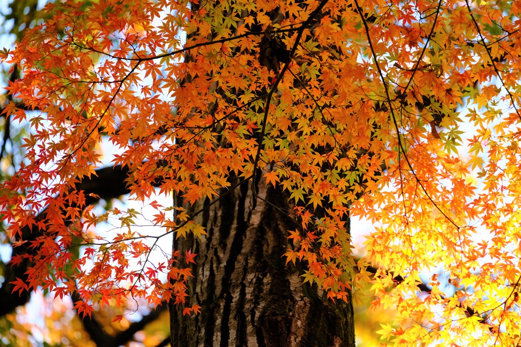 紅葉