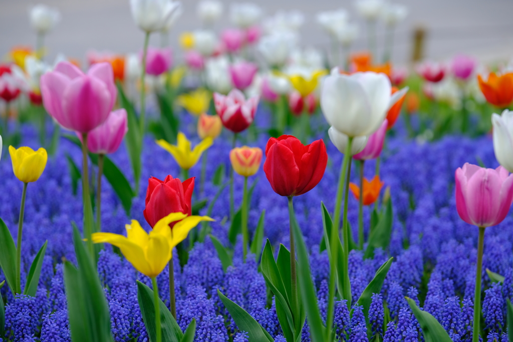 どの花みても、きれいだなぁ～♪