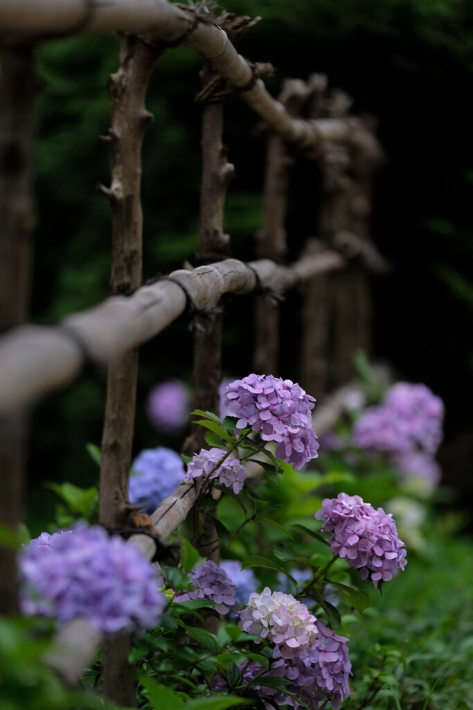 垣根越しの紫陽花