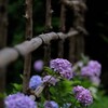 垣根越しの紫陽花