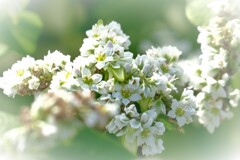 蕎麦の花