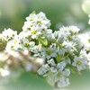 蕎麦の花