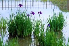 水辺の花