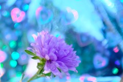 アスターの花　２