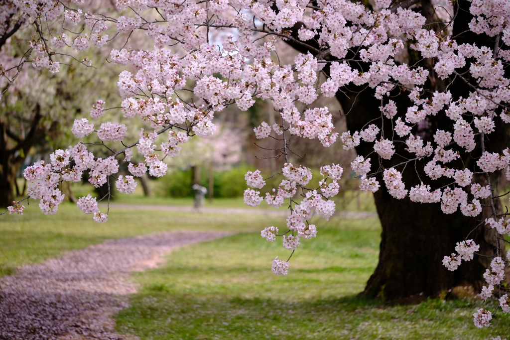 桜