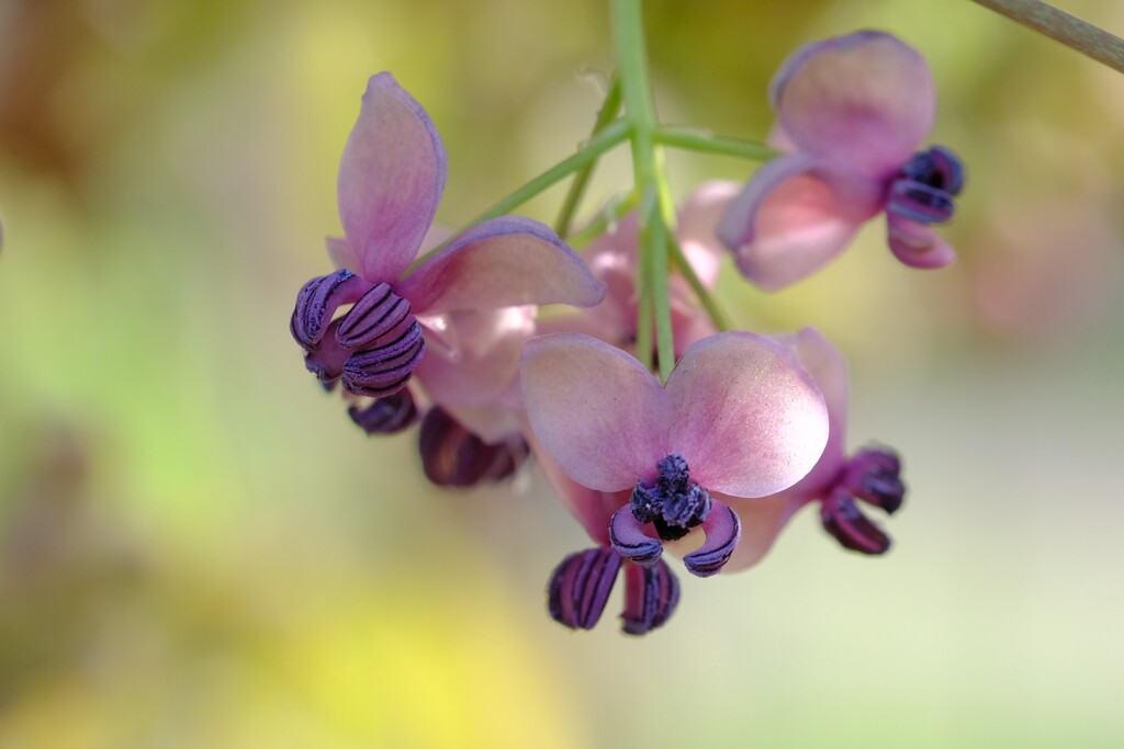 アケビの花