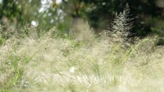 風草