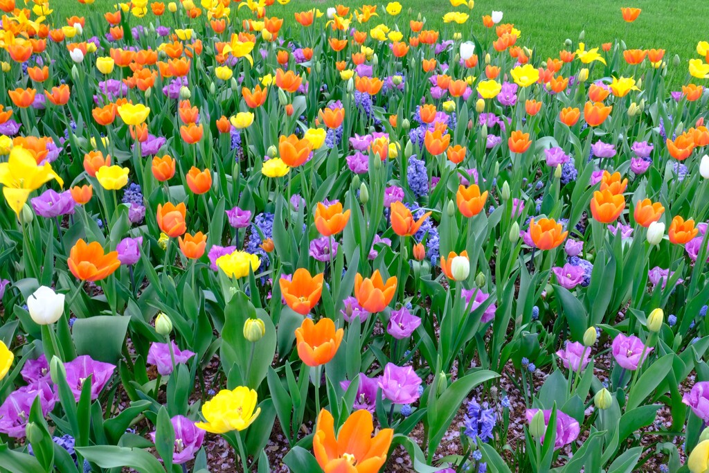 元気の出るお花畑