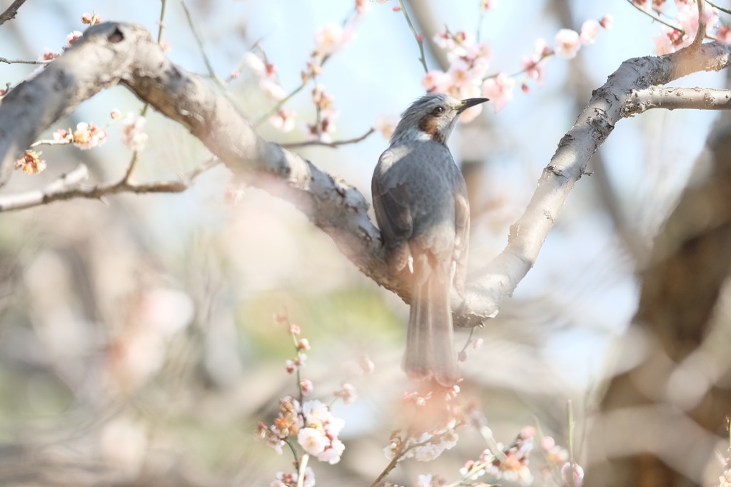お花見日和