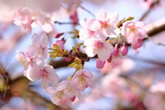 大漁桜