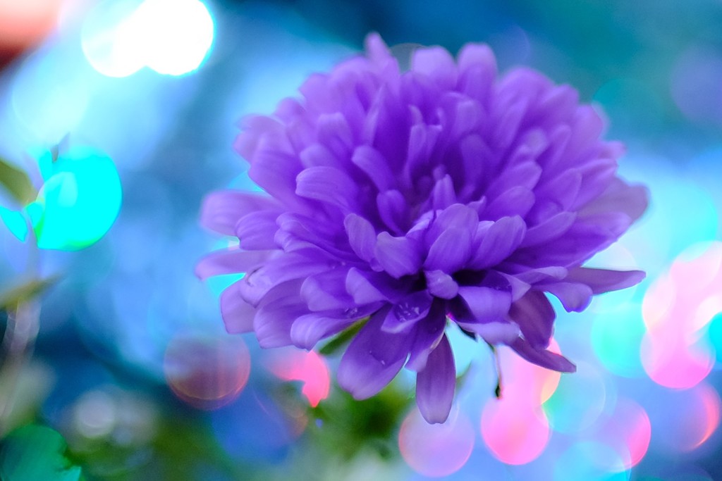 アスターの花