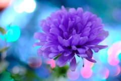 アスターの花