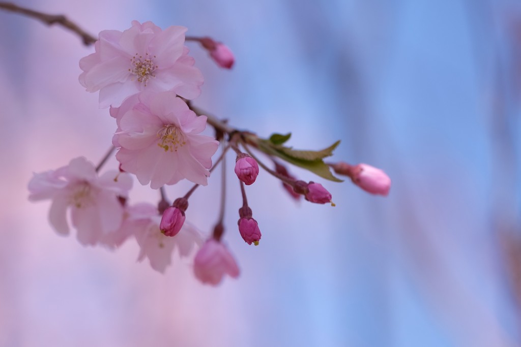 おしとやかに